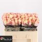 Preview: Rose CHAPEAU